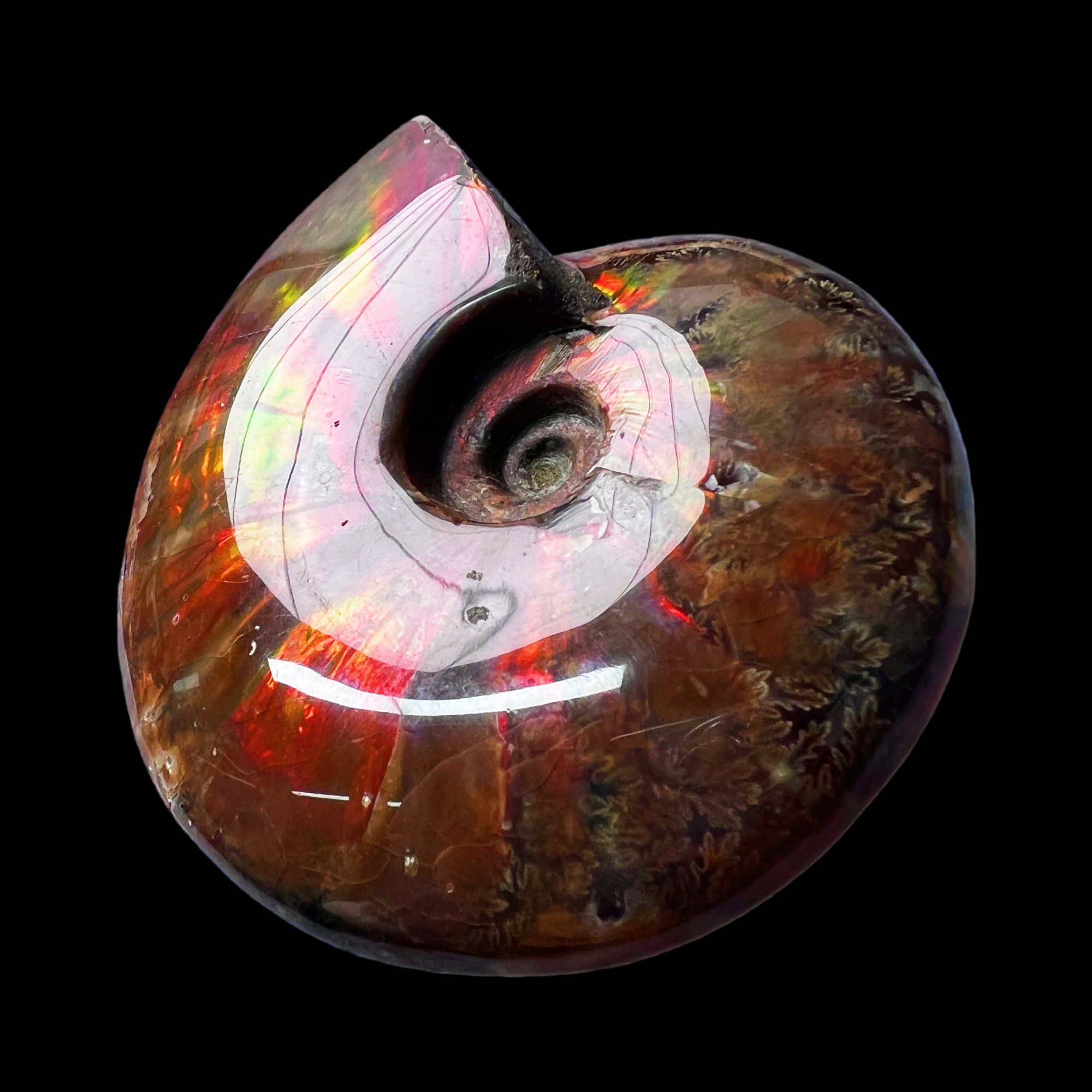 【 叶菊石（火凤凰）】97.3mm 马达加斯加 古贝壳N-41 创意饰品 A7