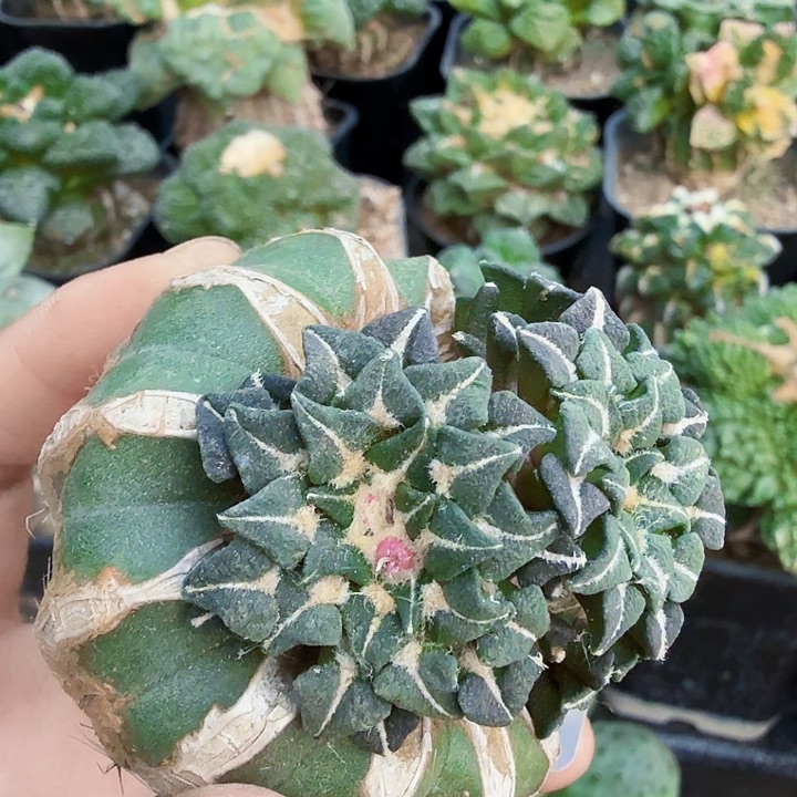 无花朵446姬牡丹群