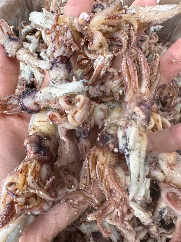 海兔头干海鲜干货 野生海产品