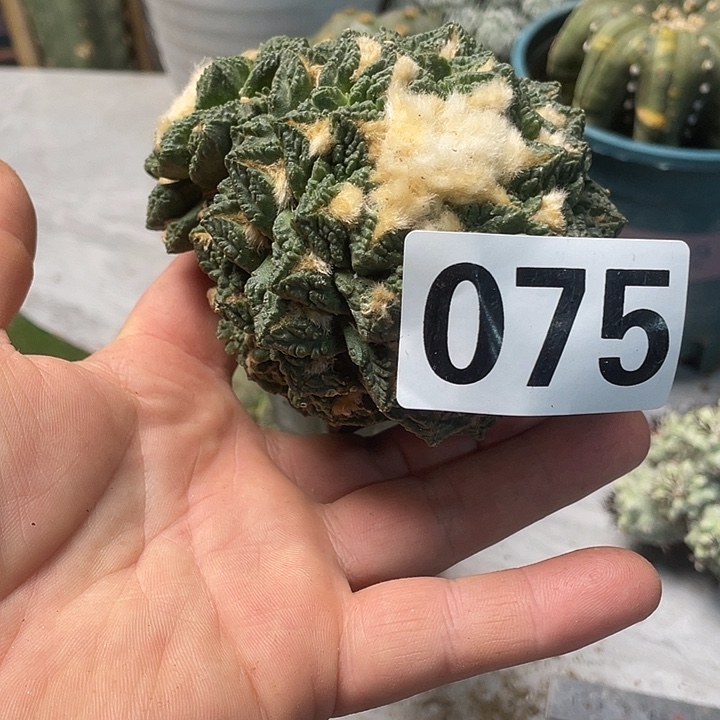 完全开放075哥斯拉