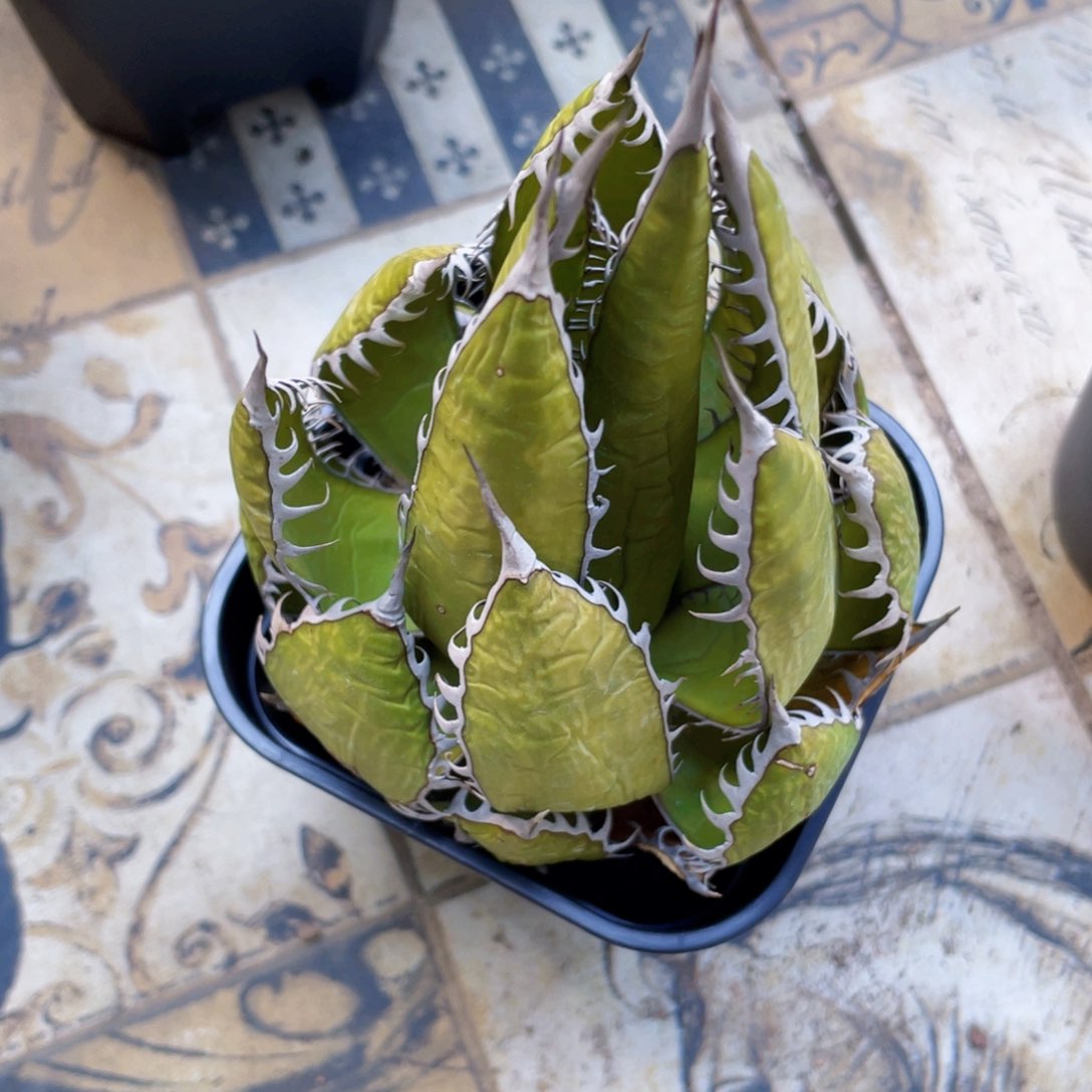 霍利达，龙舌兰，一物一拍