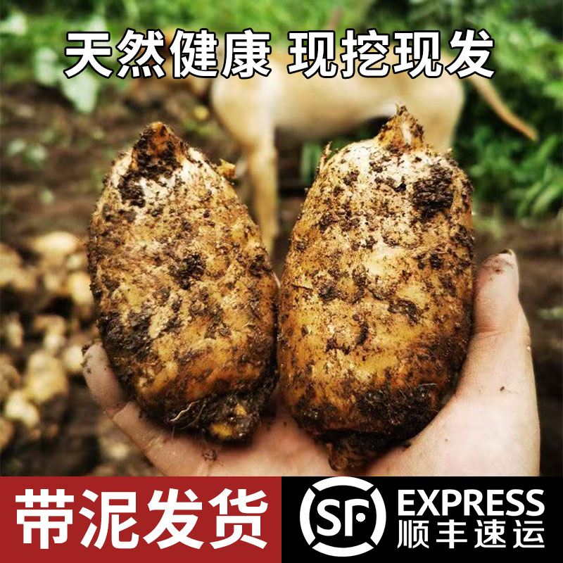 云贵高海拔乌天麻小草坝新鲜天麻大山仿野生三年种植手工炖鸡煲汤