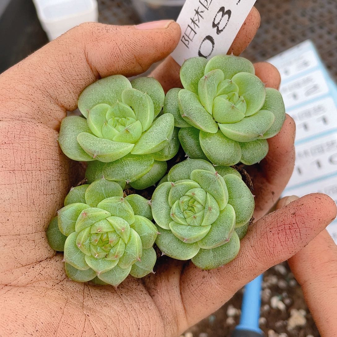 多肉植物多肉植物85
