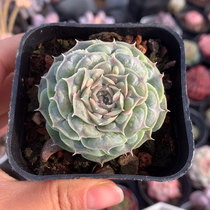 精控留财多肉单头