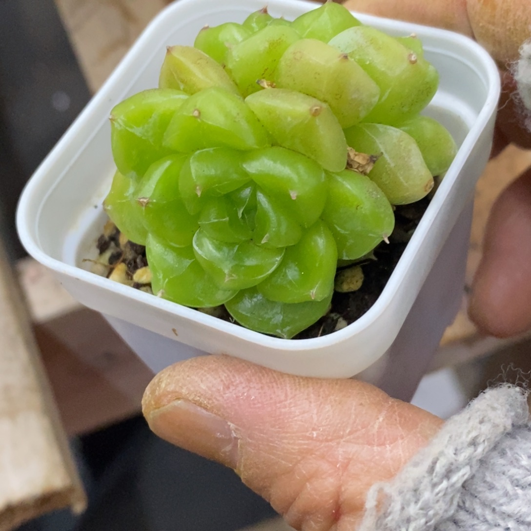 精品多肉一物一拍不包整487