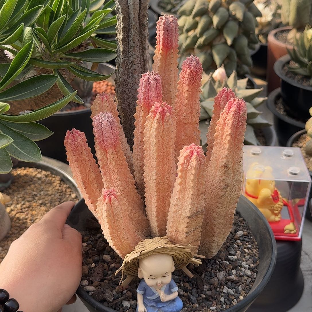 亚迪麒麟锦仙人球