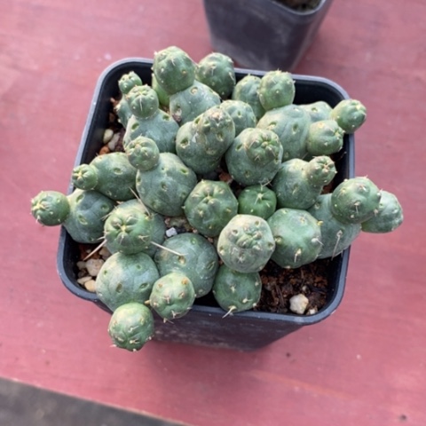 奇兵团扇8仙人球