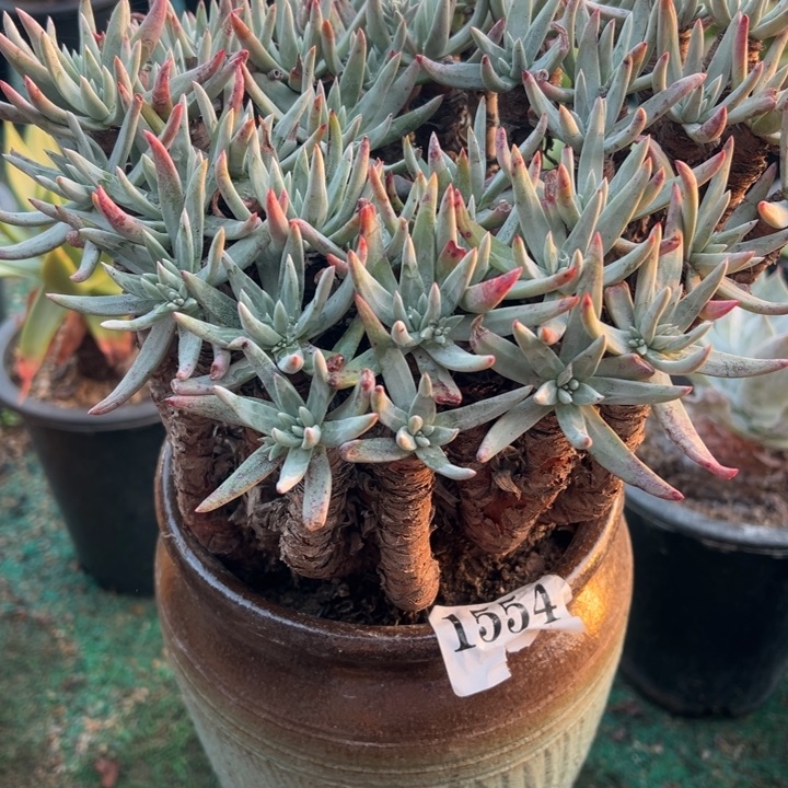 554号维斯欣达杂交多肉植物