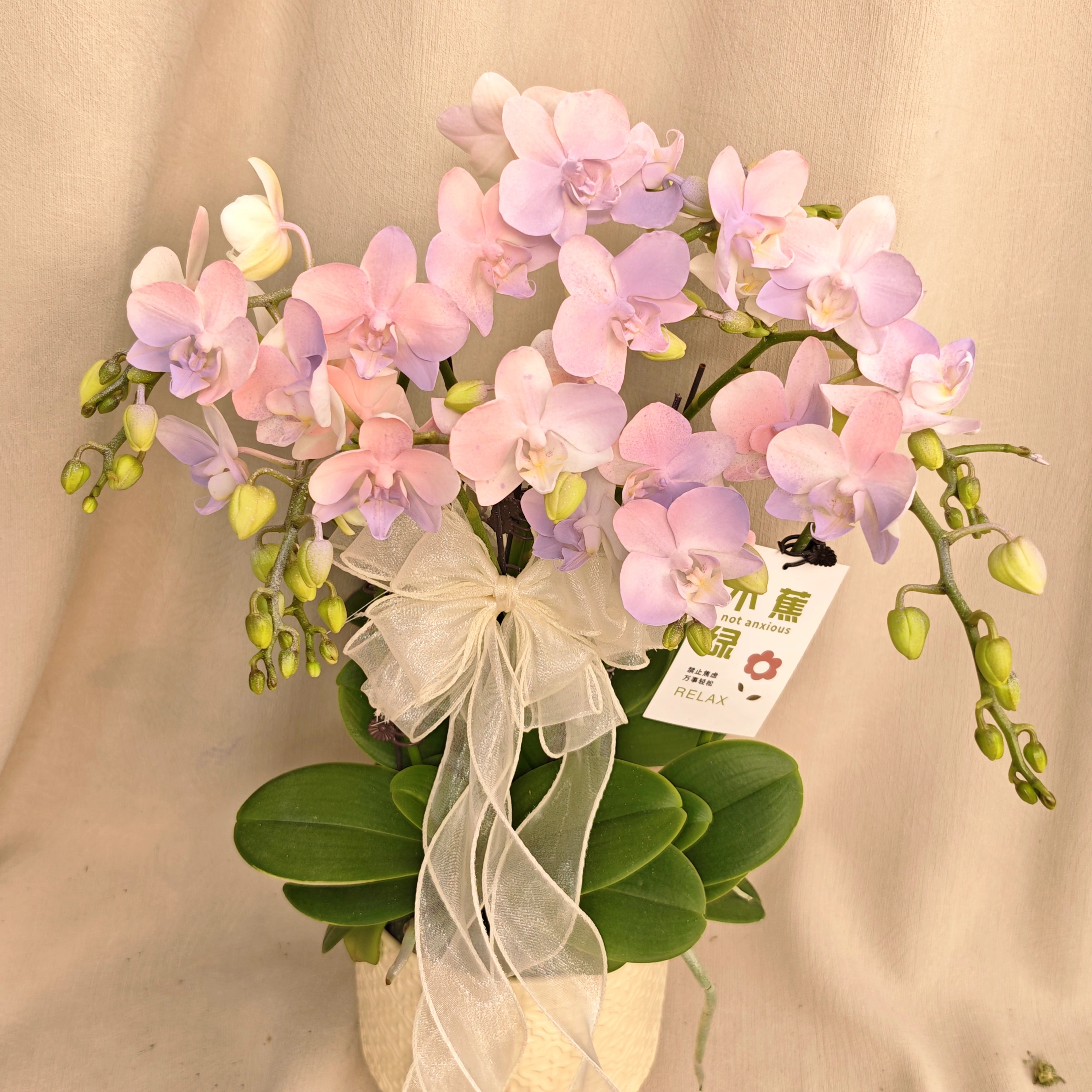 一方严选 【棉花糖】蝴蝶兰梦幻马克龙色  特殊工艺植物上色