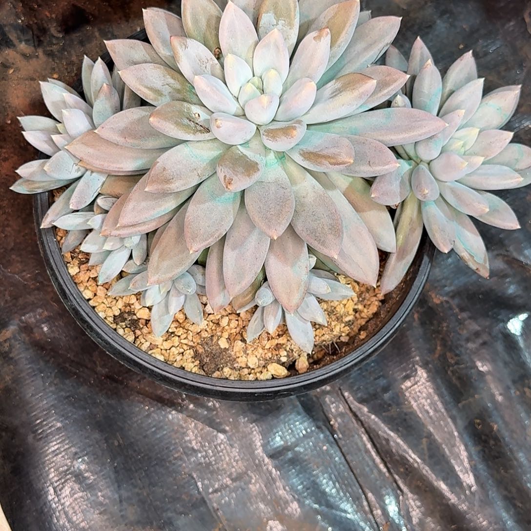 蔬***子哥特多肉植物寄养