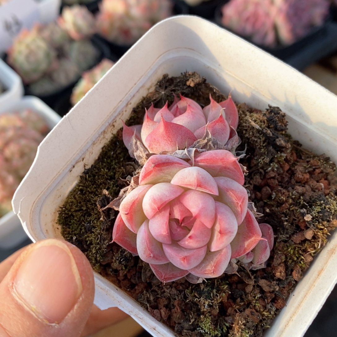 精品多肉一物一拍101