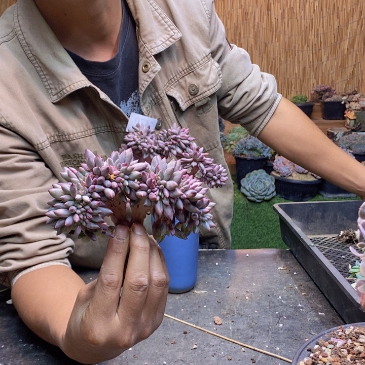 植***筑10 号虞美人多肉植物
