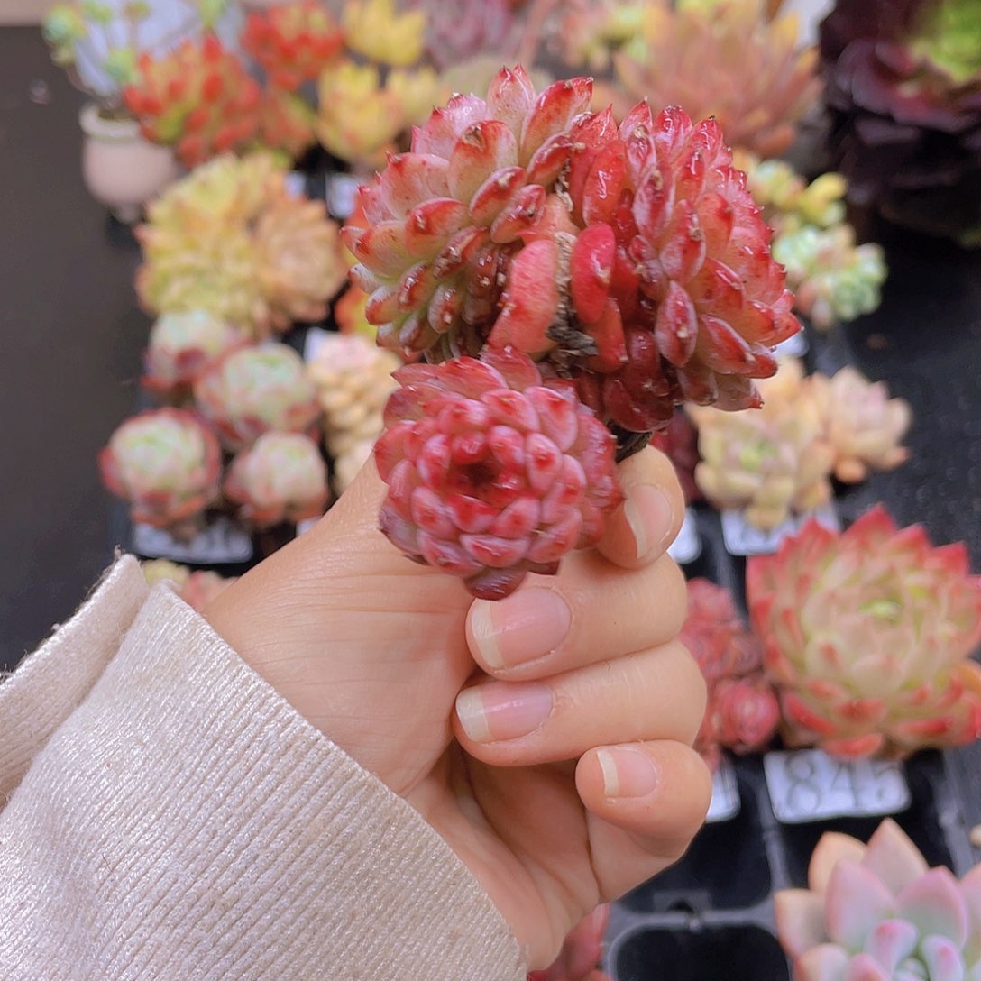 多肉无土栽培多肉植物