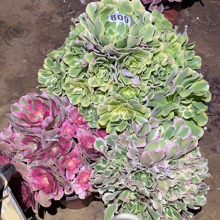 z***乐多肉植物断枝不包809法师3颗