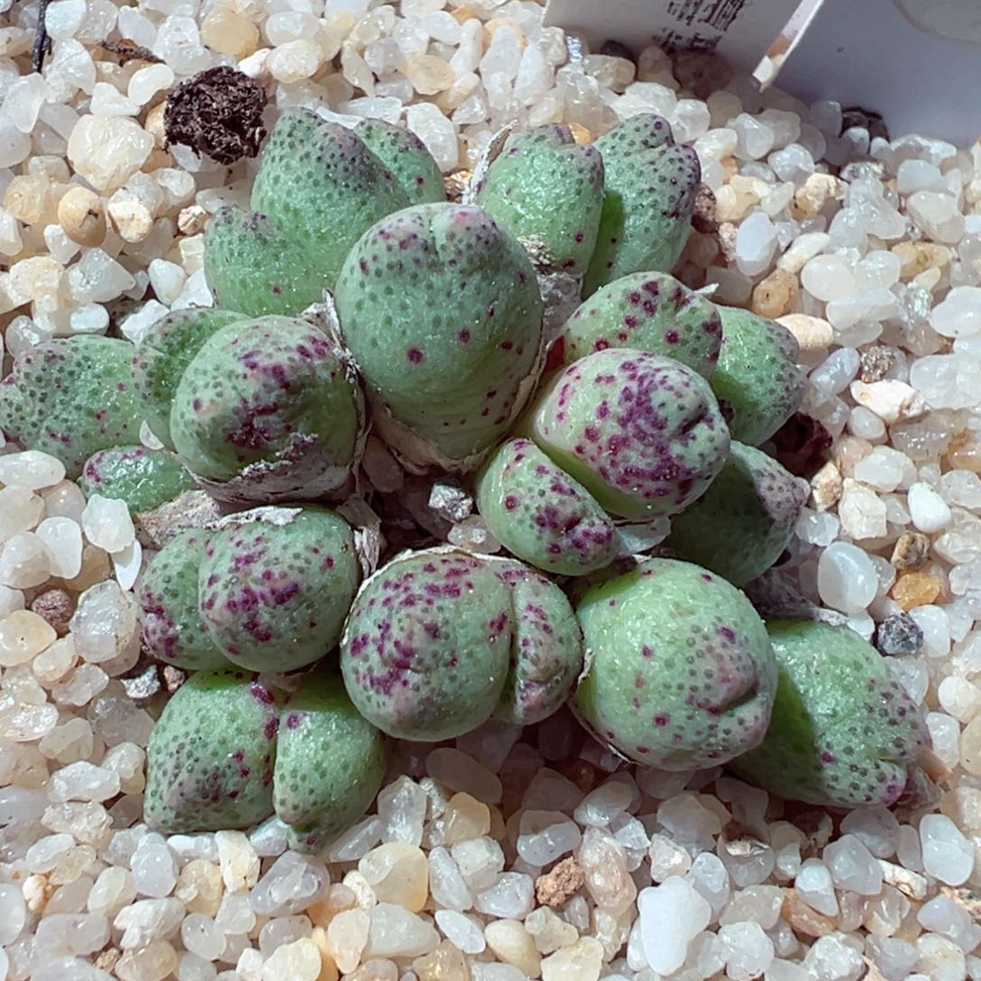 1126-545多肉多肉草莓斑马