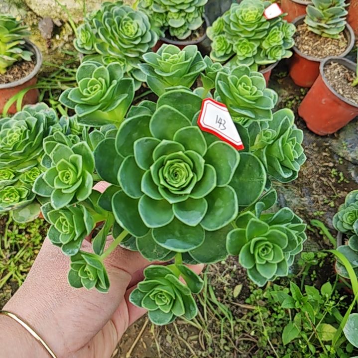 山地玫瑰多肉 143