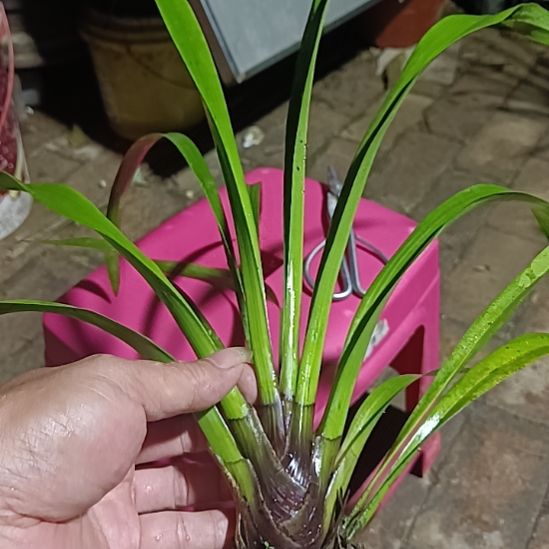 当前无花栽培后可以开花