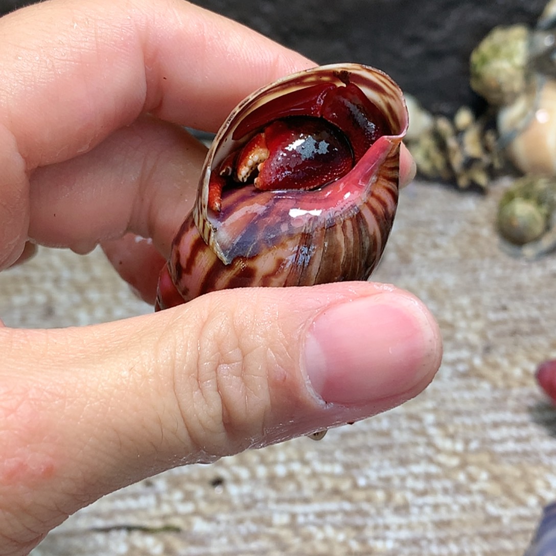 2.2口径奔跑的寄居蟹36号