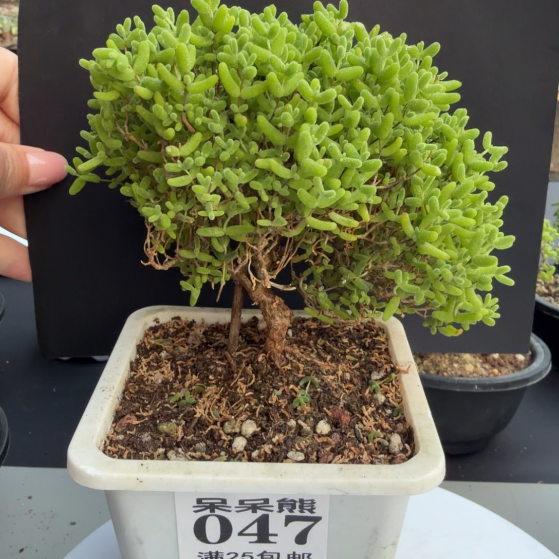 闪电购花卉园艺047