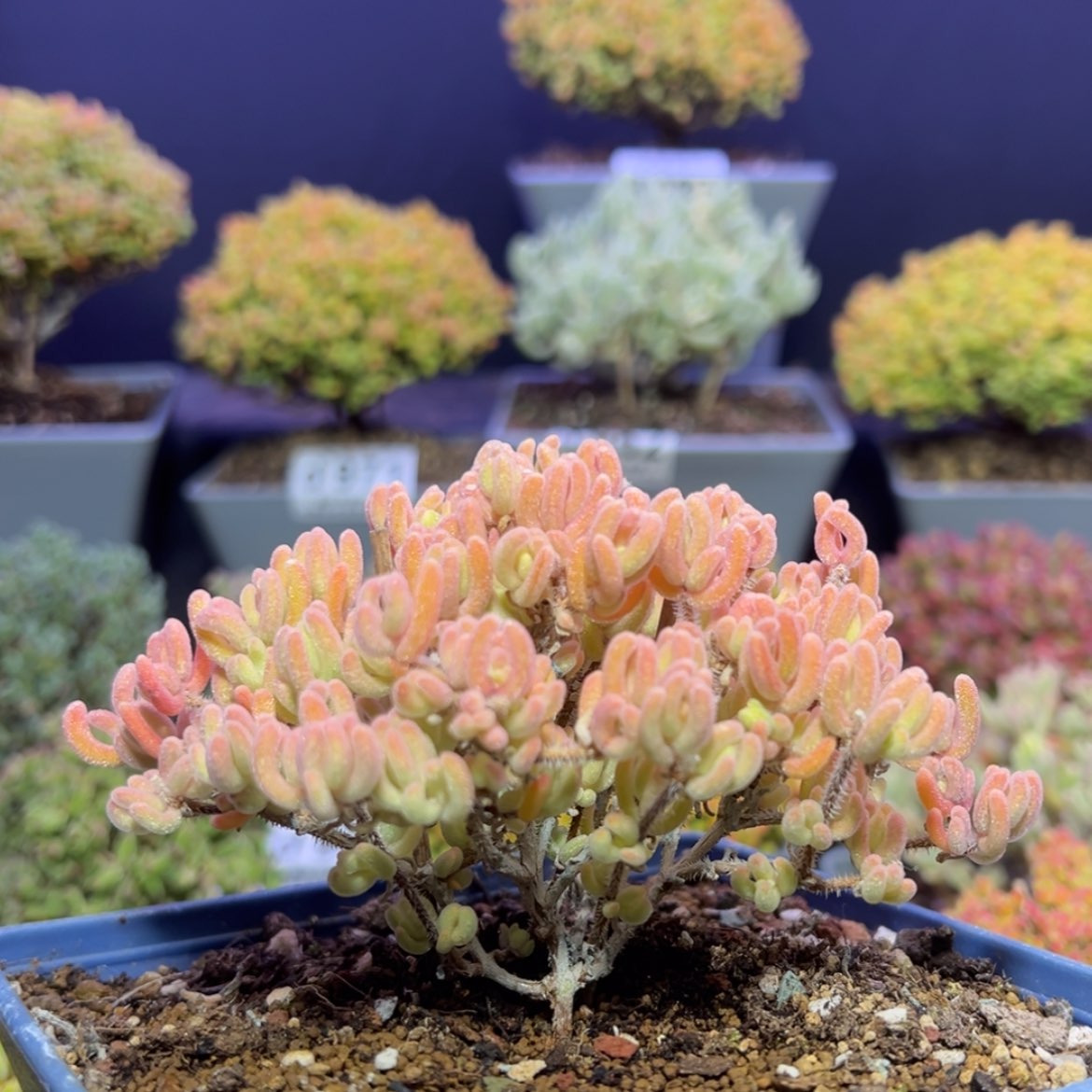 【闪购商品】傻*d967老桩橙叶锦送两颗闪闪