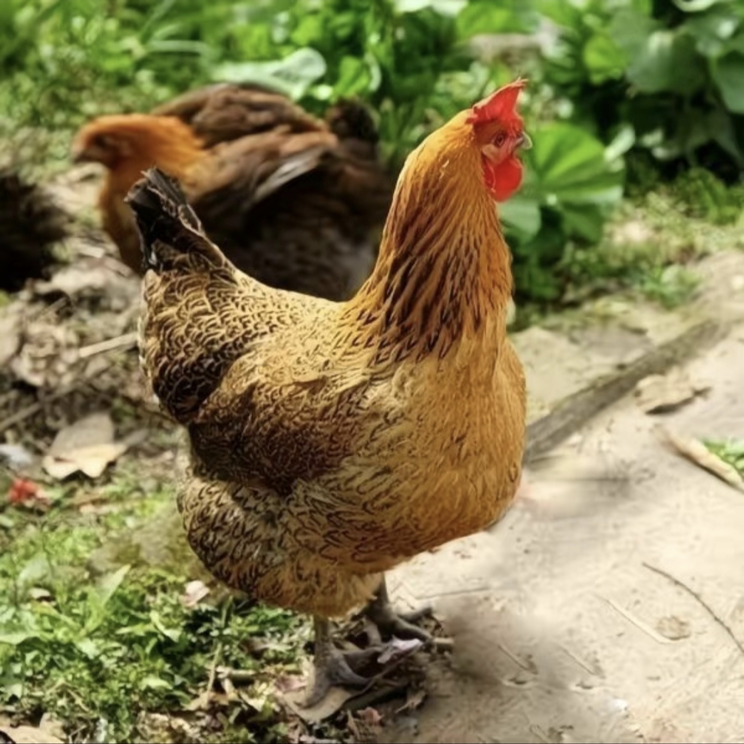 农家放养多年黄油老母鸡