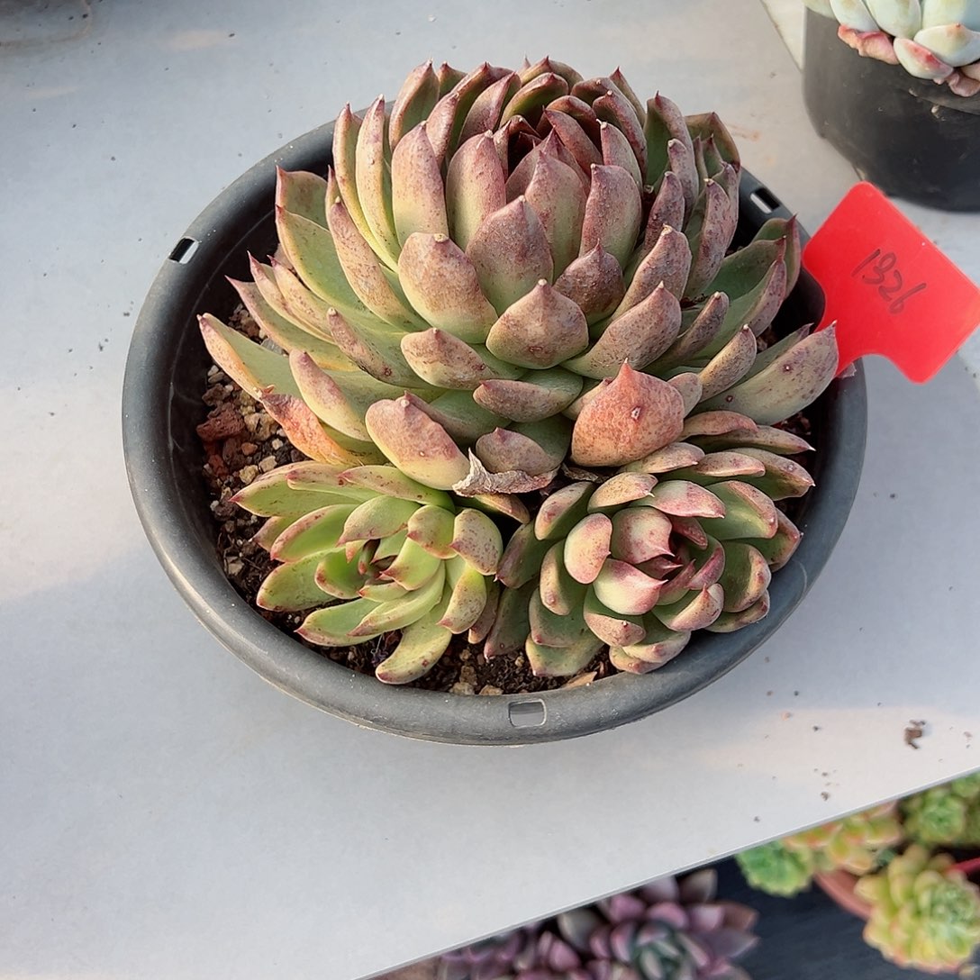 静*淘1326紫水晶多肉植物