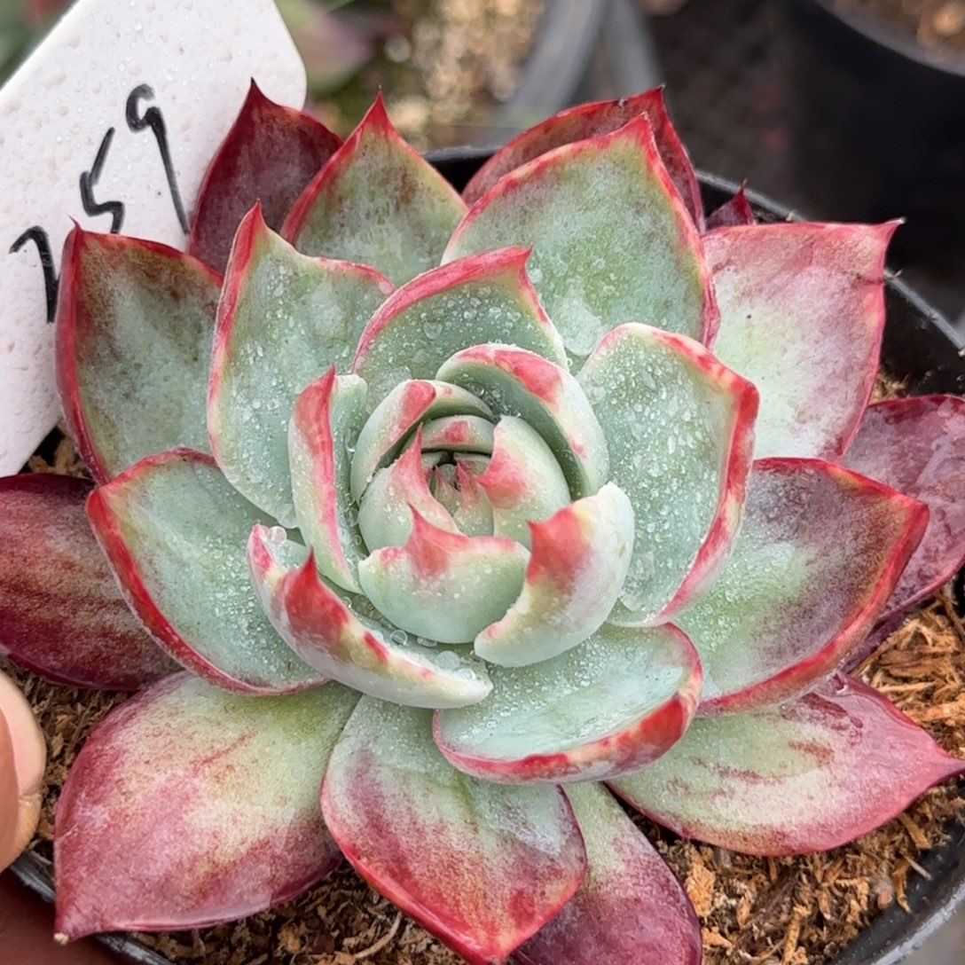 惊鸿一物一拍包装收缩花旱259