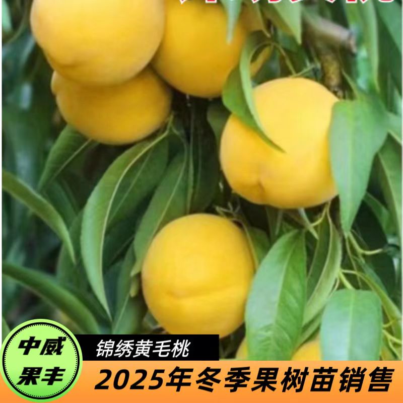锦绣黄桃8月中下旬挂树期长 肉色金黄 软中带硬 甜多酸少 有香气