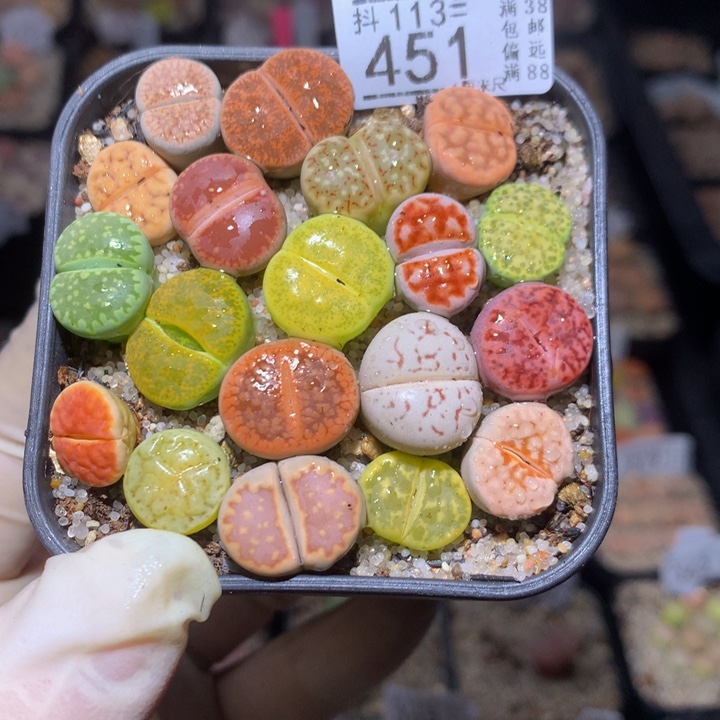 精品生石花113.451