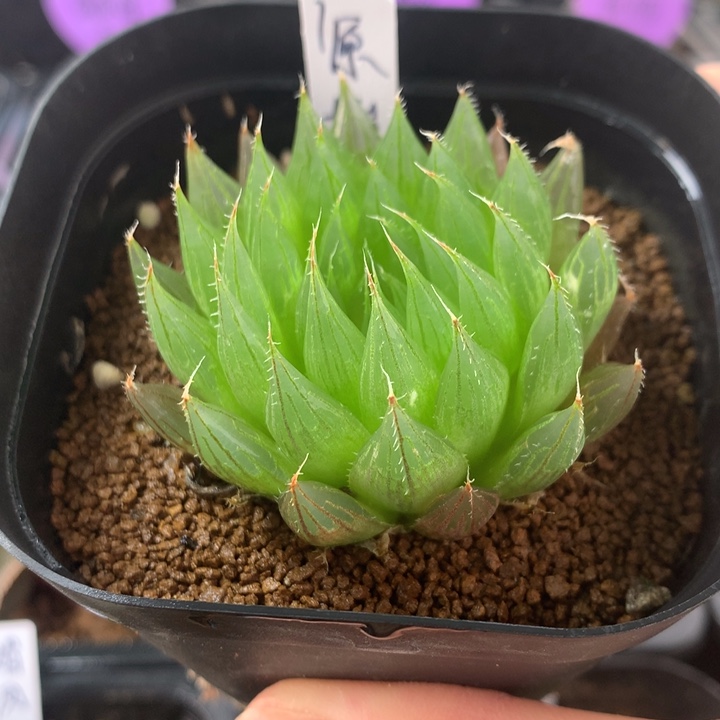 1号原始种一物一拍