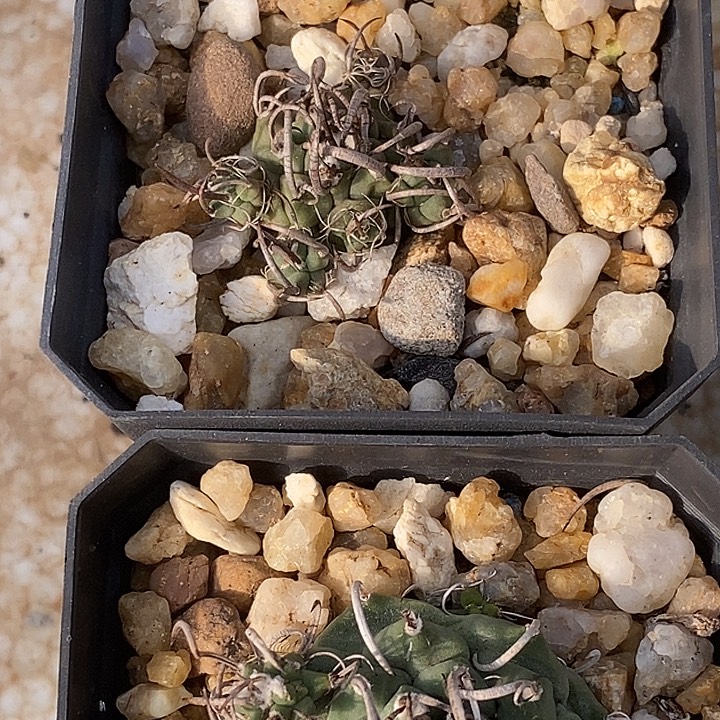 娇丽升云龙两个一组带盆发货