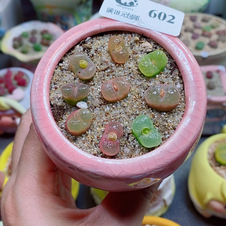 生石花花花花花花花602