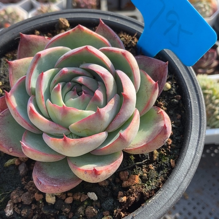 795惊鸿仙子多肉植物保护