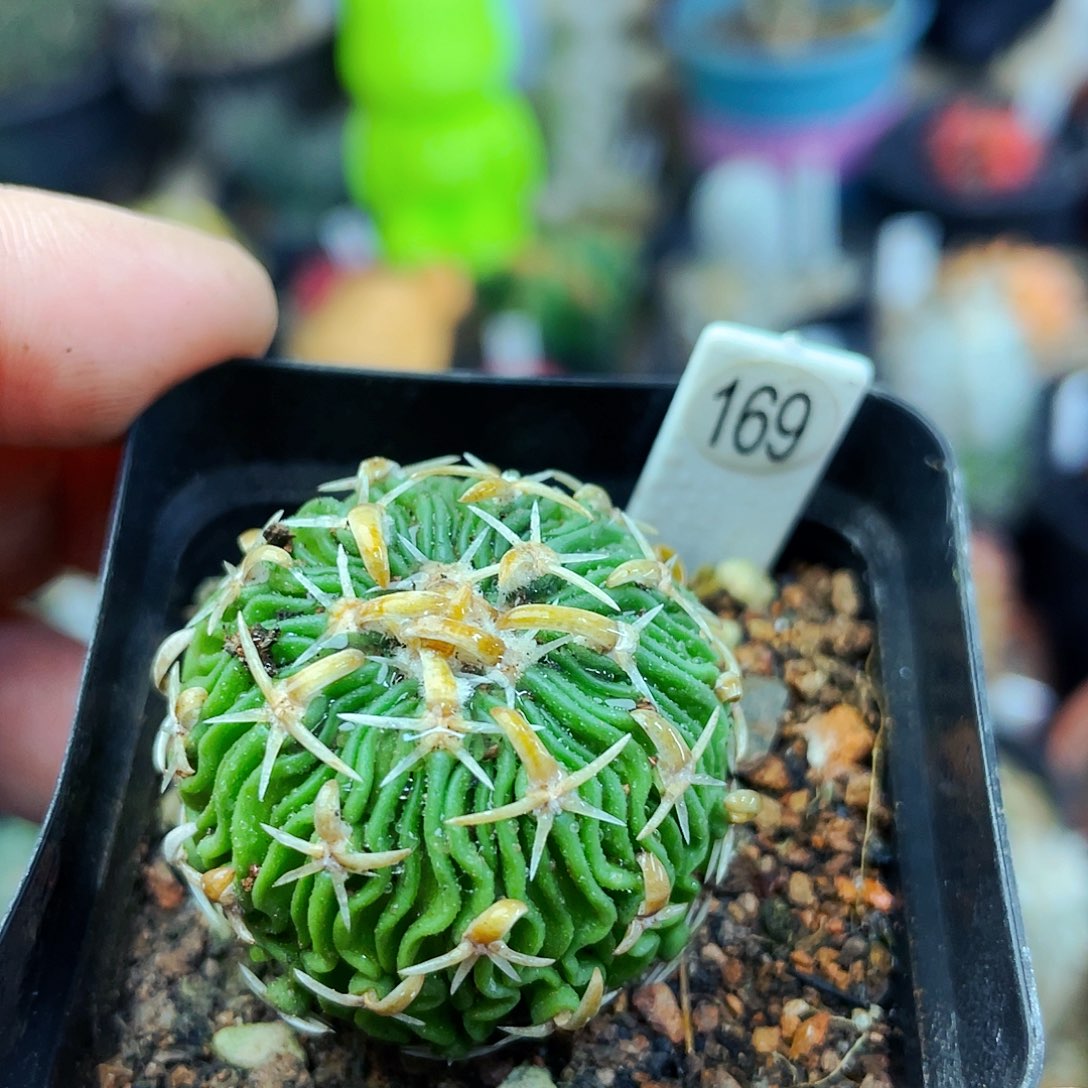 太刀岚非偏远地区满25包邮仙人球