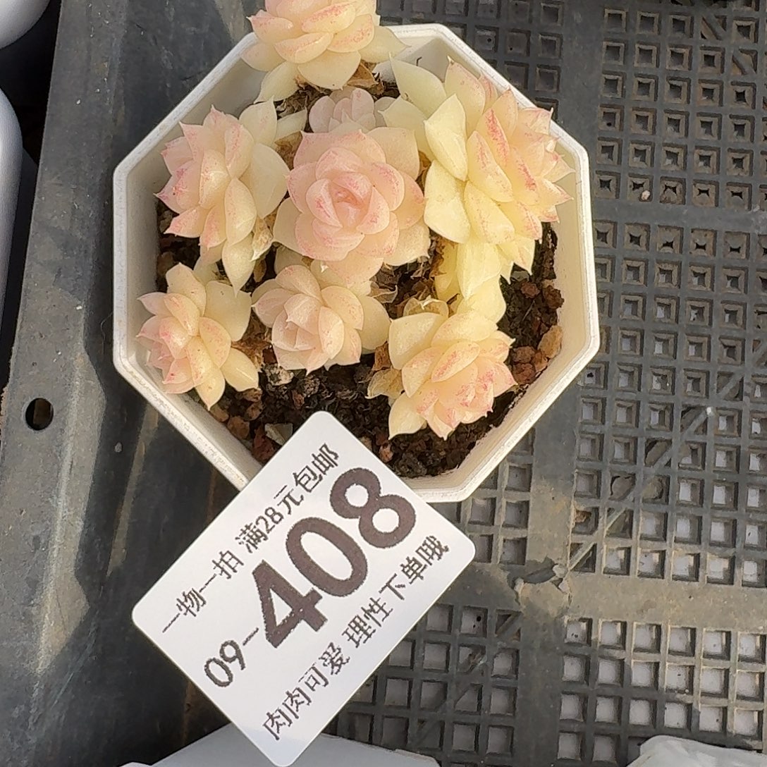 白天鹅无盆土发货