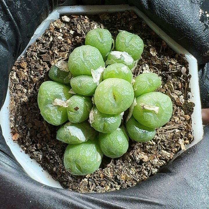 生石花11111111。   96