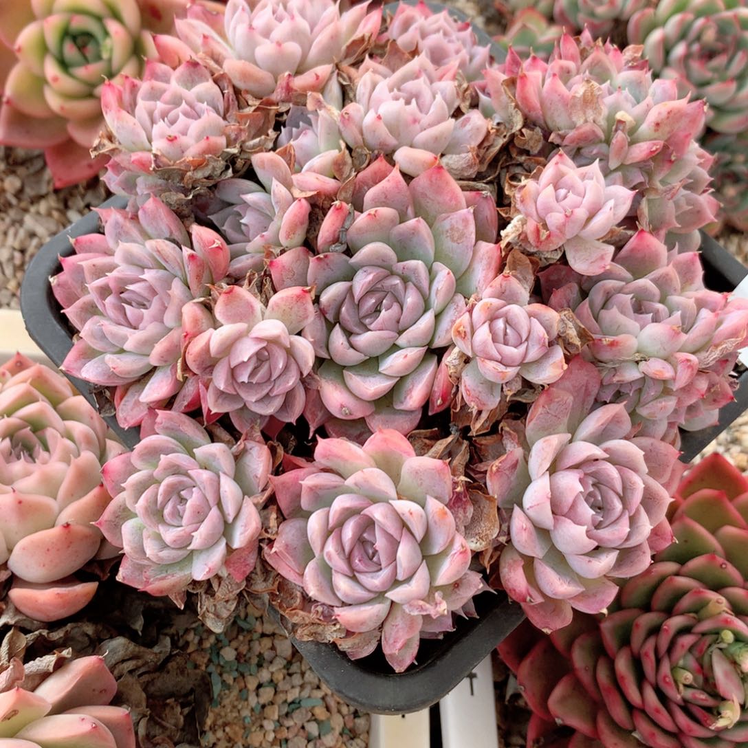 在****发9074不包整散掉头特价处理