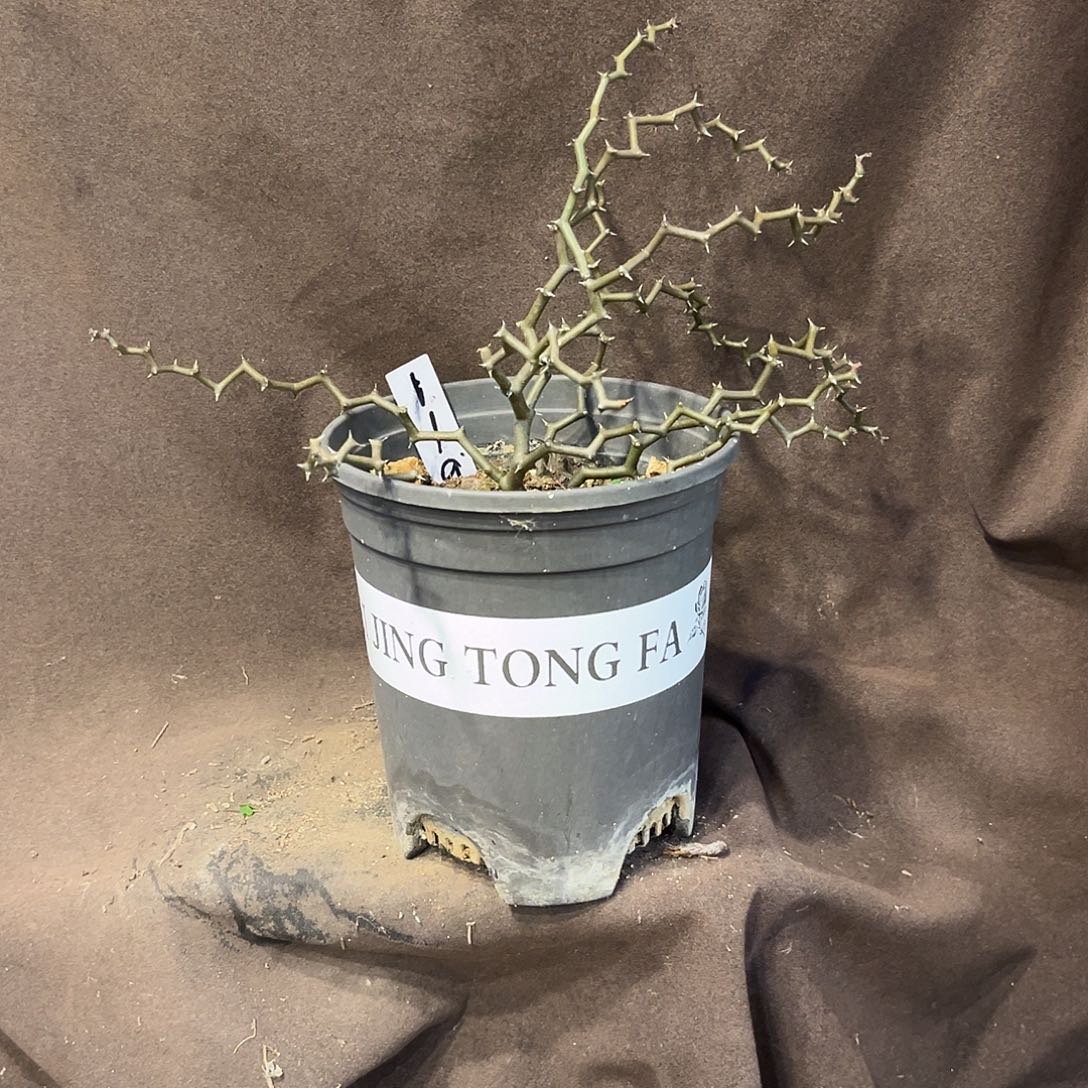 汤圆植物119弯曲龙原价128