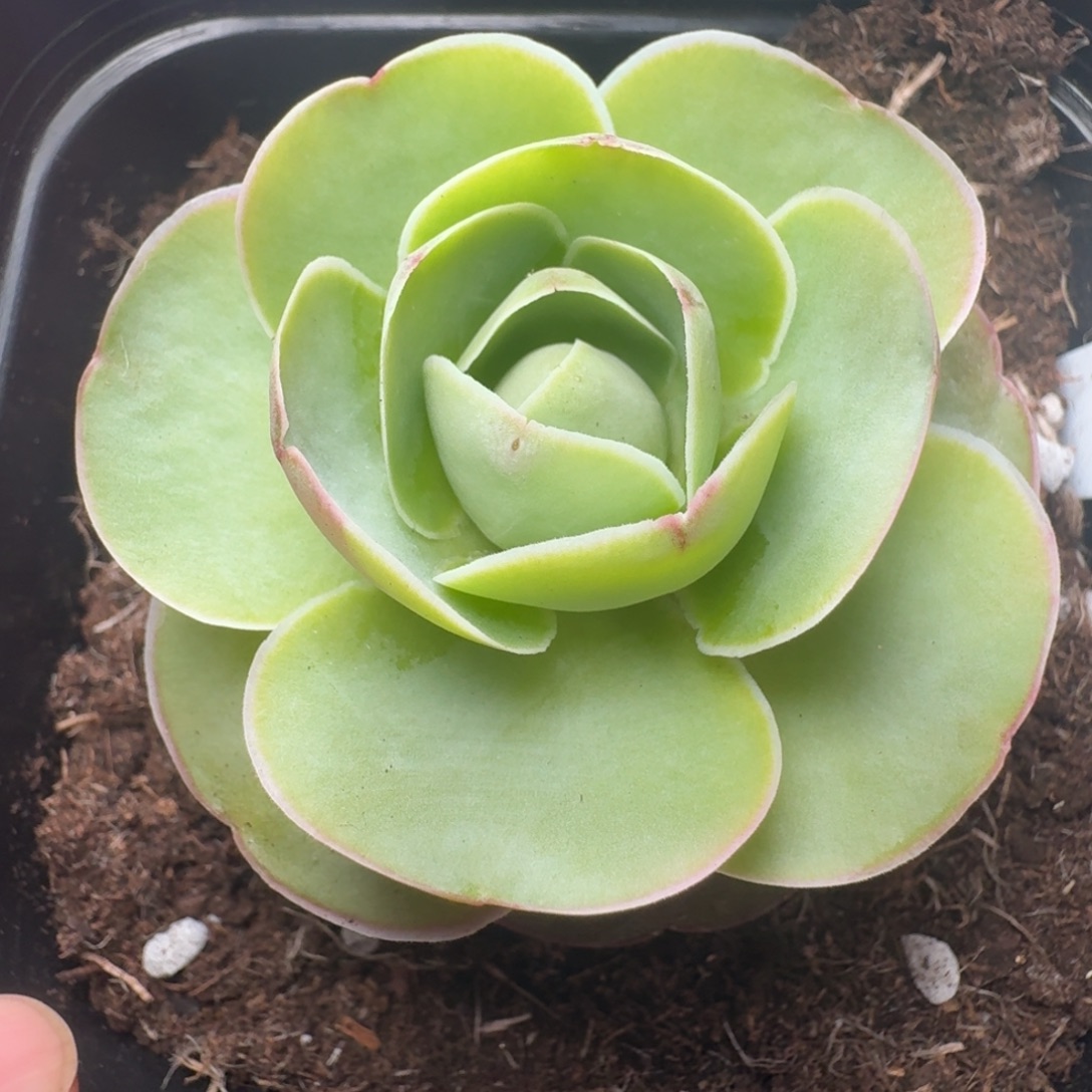 楹楹-127-冠幅 5CM