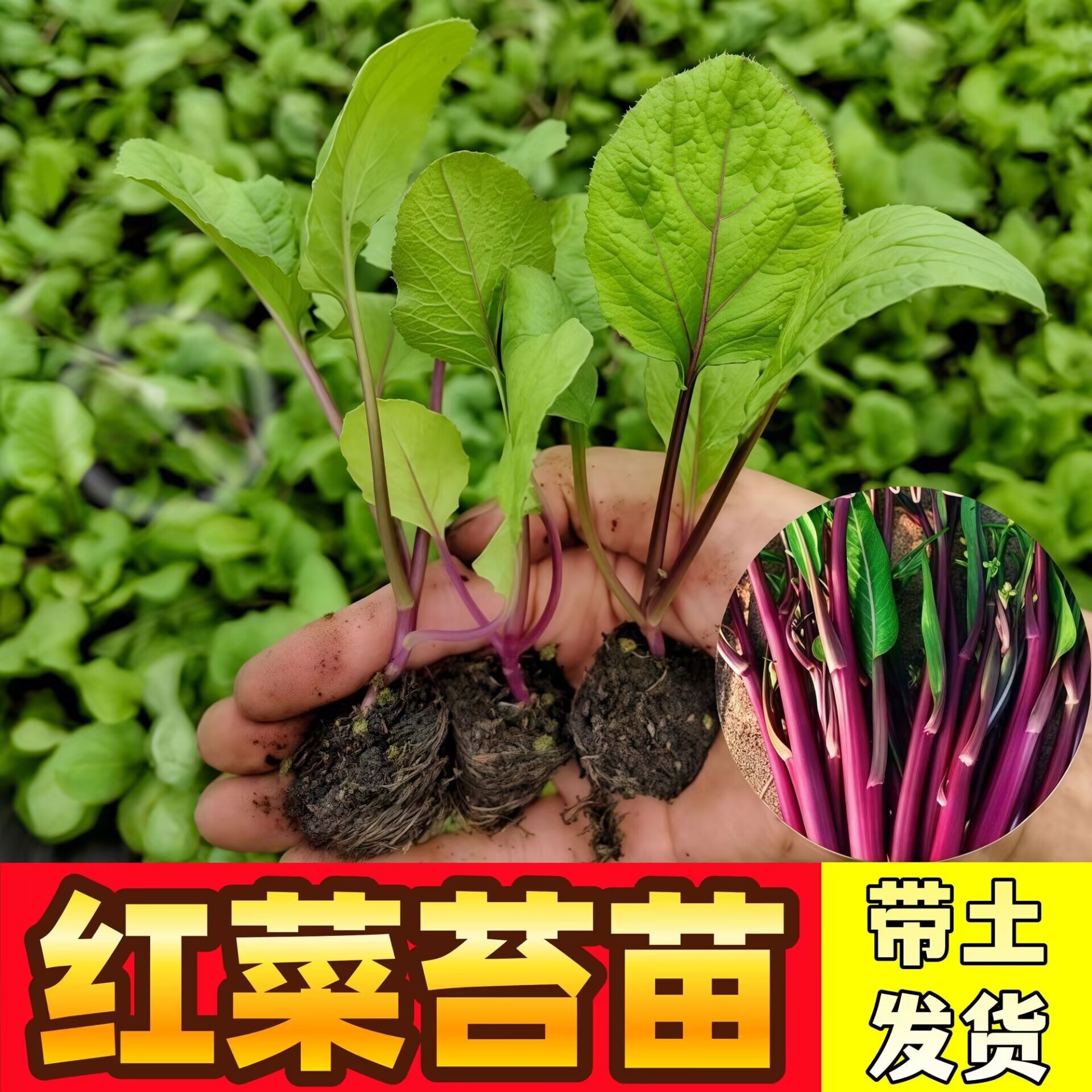 耐寒红菜苔苗湖北洪山早熟红油菜台秧苗十月红秋冬蔬菜苗阳台庭院