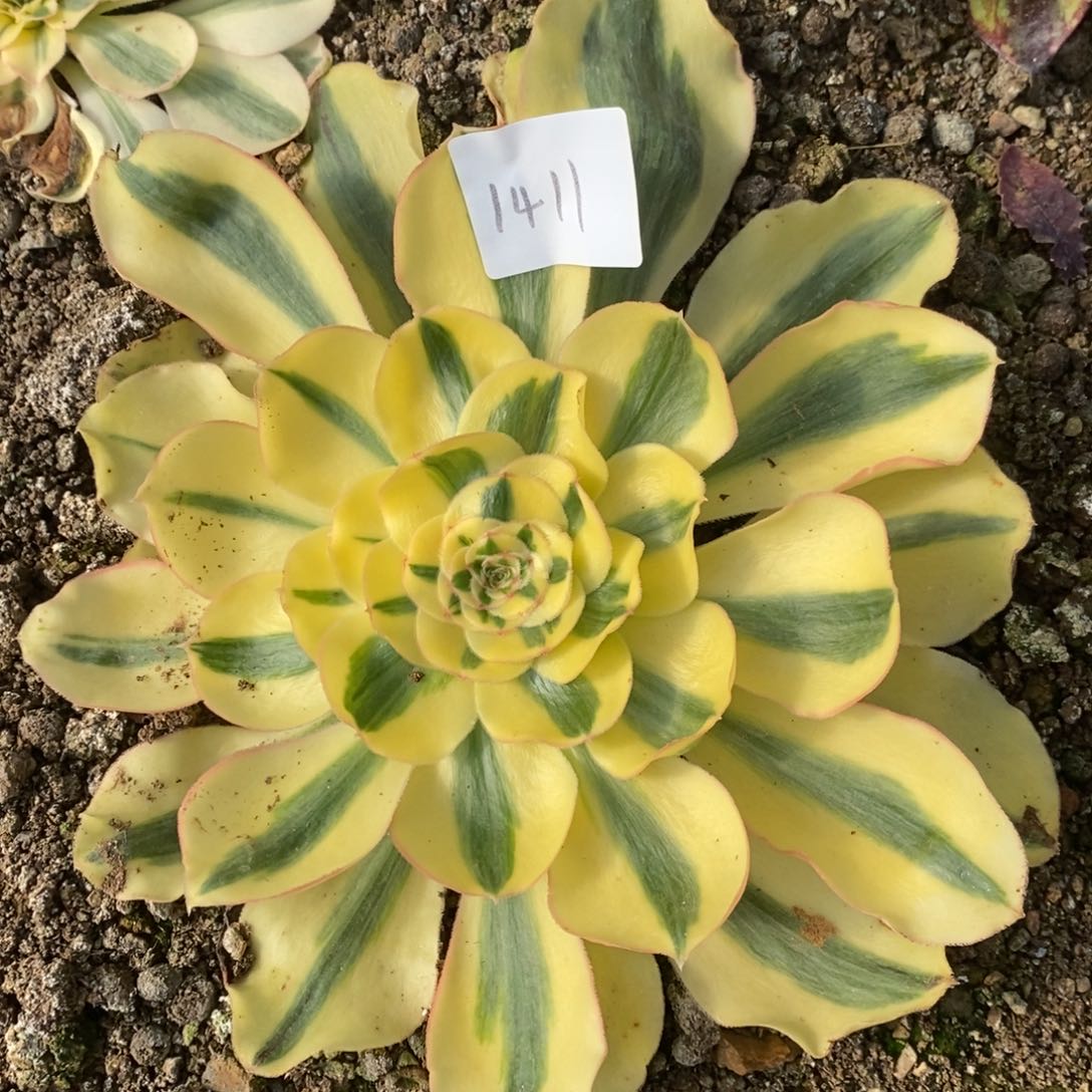 1411王妃多肉植物