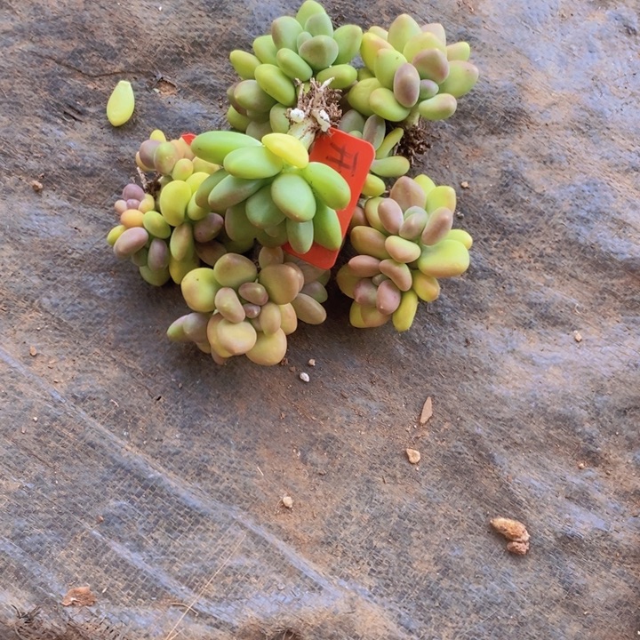 3***子这样可以有效降低血液