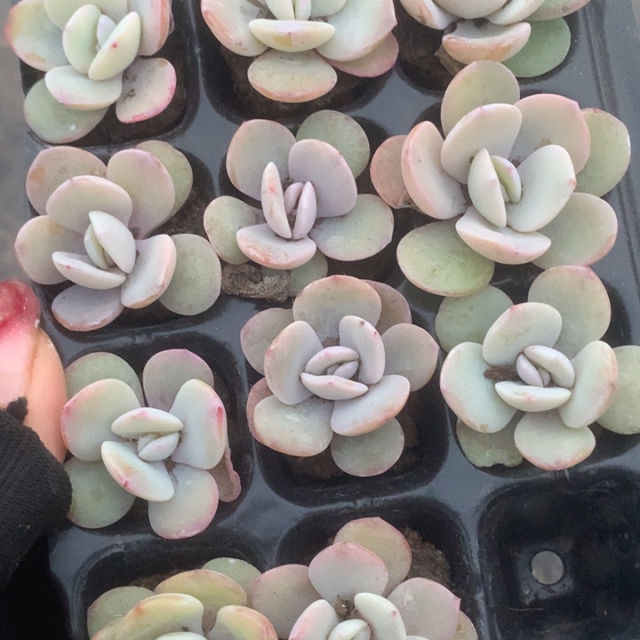 奶茶10颗。（满9.99包邮不满9.99发叶子）