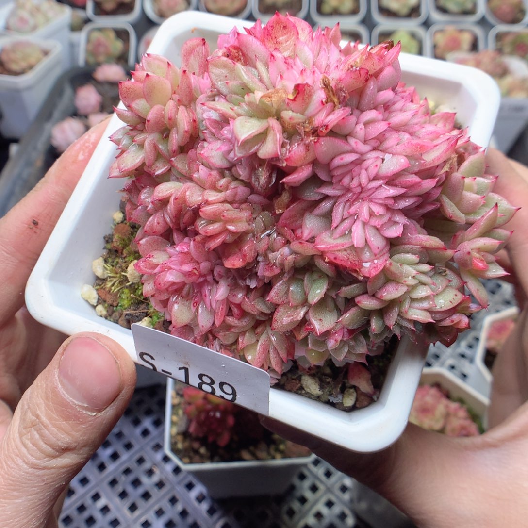 无花朵S189yyyyyyyyy