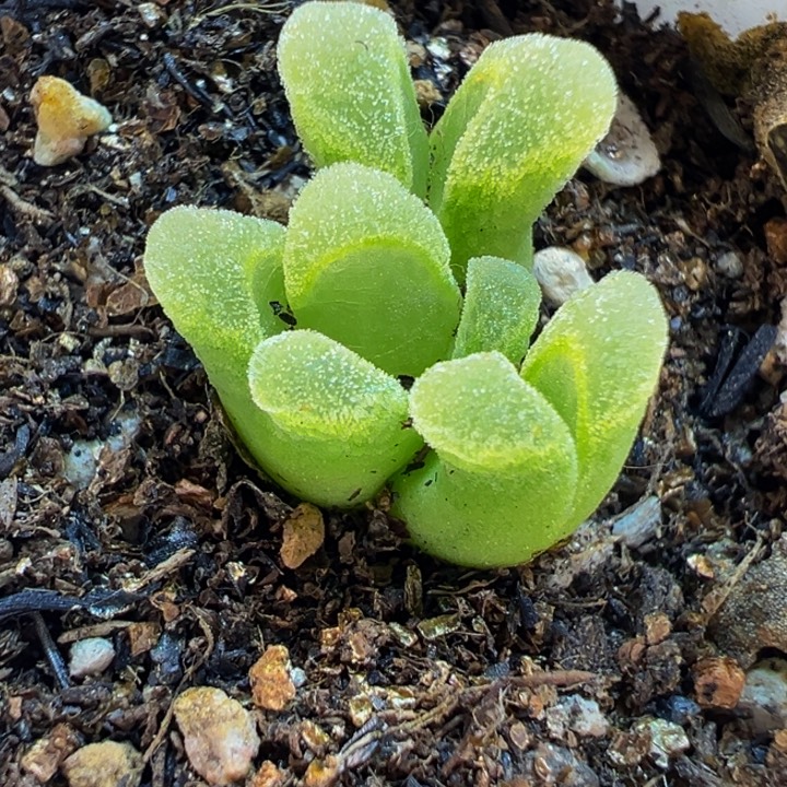 冰奶瓶群多肉植物带盆