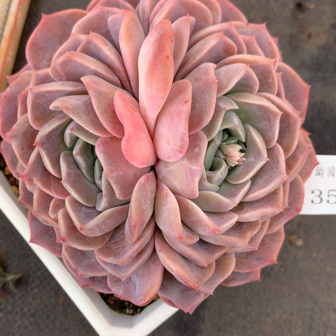 1358杂交精品基地11厘米