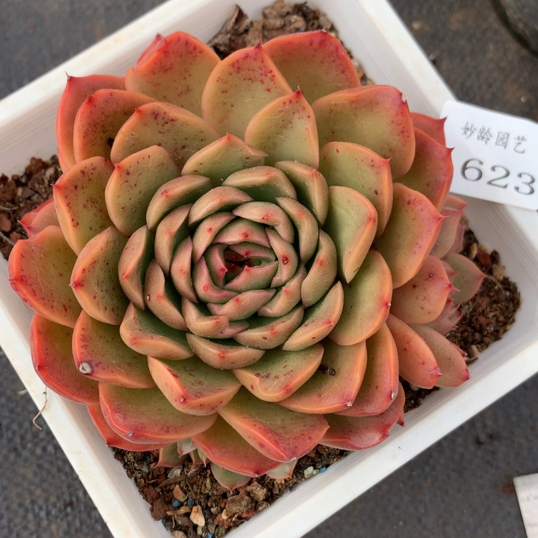 1623杂交精品基地11厘米