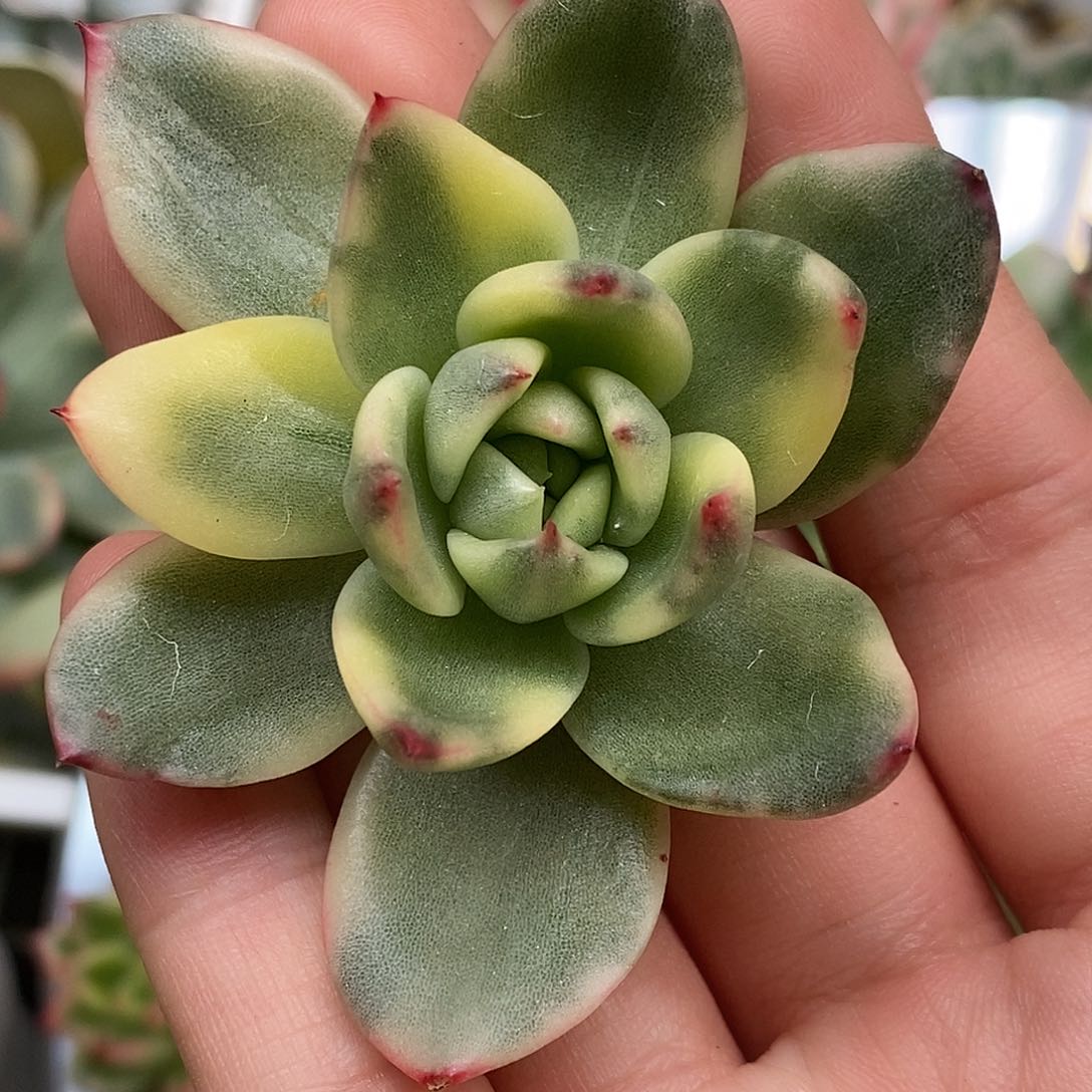 暗帕梅拉锦一物一拍，