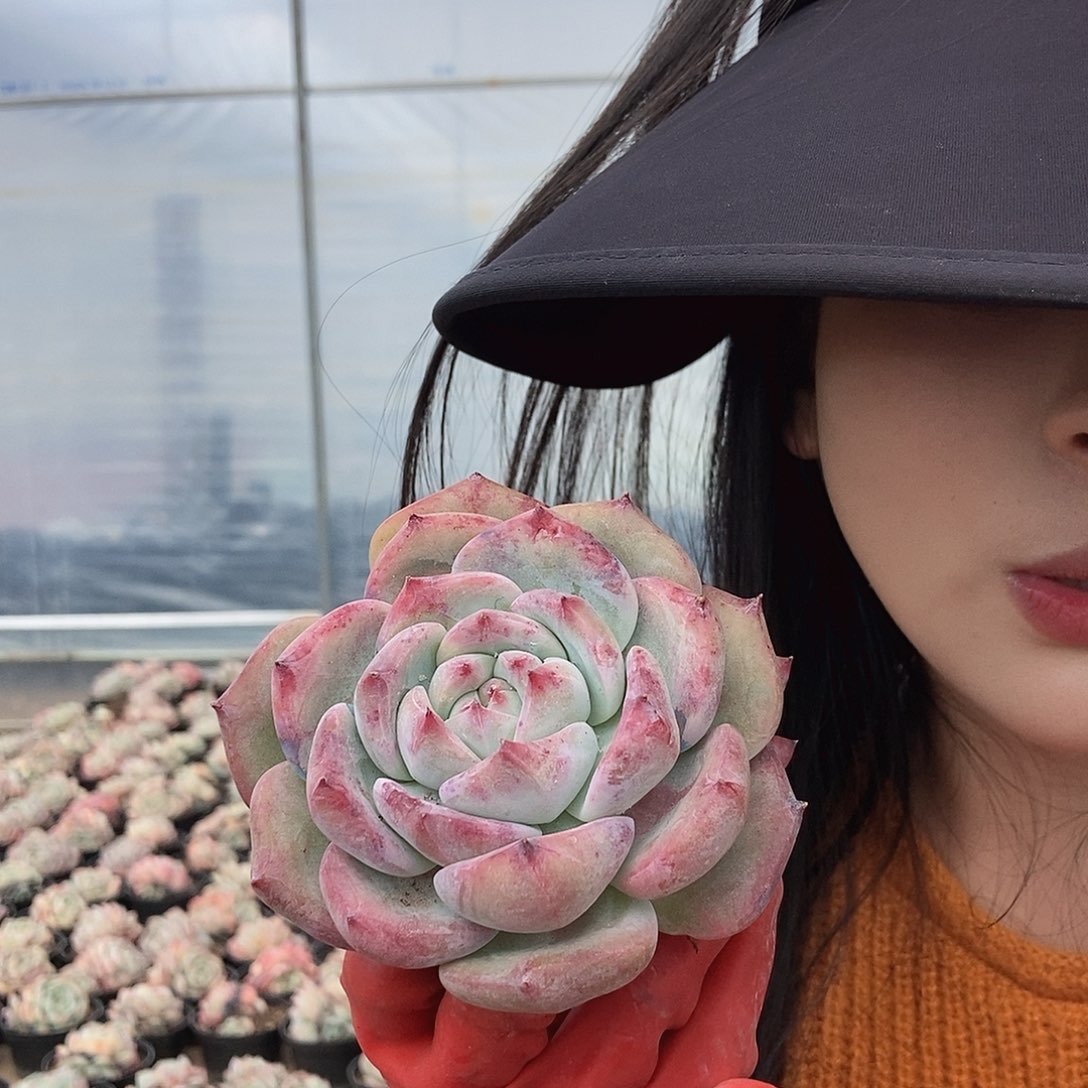 白拉糖单头随机发货