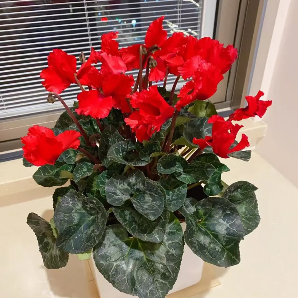 精品高档加仑盆带花苞仙客来花期长好养易活